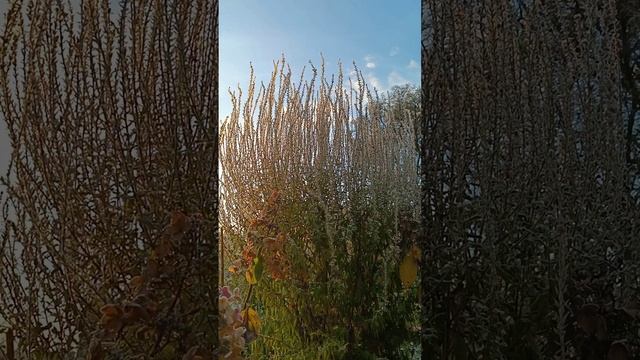 Не срезаю, потому что красивые