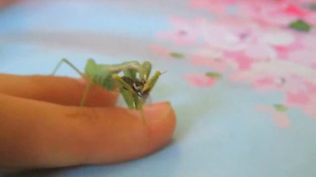 Копия видео БОГОМОЛ смотреть онлайн