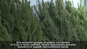 Какие штрафы предусмотрены за незаконно срубленную ель?