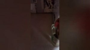 как приручить лучезарного снюсоедика❤❤❤ рецепт приманки😎😎😎(он не мой)#снюс #снюсоед #снюсоеды