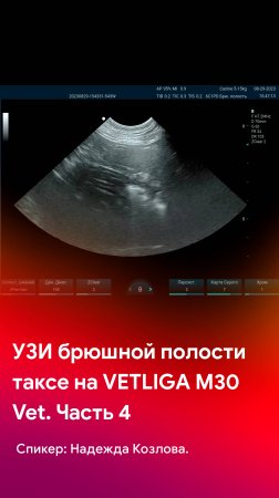 Плановое УЗИ брюшной полости таксе на VETLIGA M30Vet. 4 часть - сканирование желудка