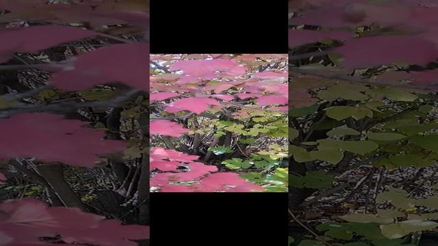 1000032169.mp4