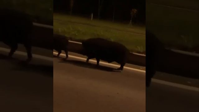 кабаны.mp4