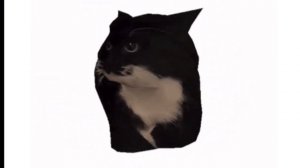 spinning cat listening to funky town