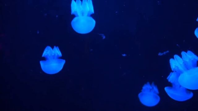 Relaxation.Красивая музыка с е видео подводного мира!Для поднятия настроения! смотреть онлайн