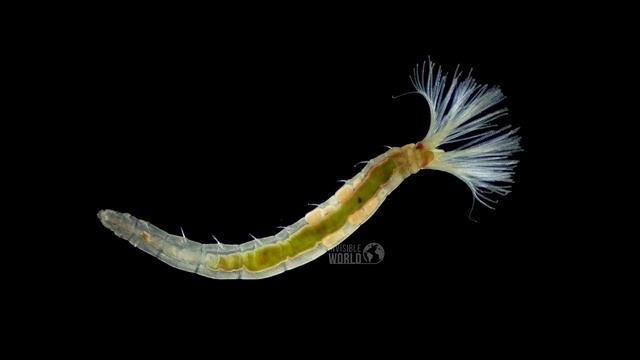 Червь из отряда Sabellida под микроскопом, возможно семейство Fabriciidae. смотреть онлайн