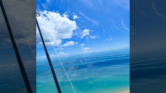 Yellow Tail Amberjack in Real VR Fishing, on Meta Oculus Quest 2VR. смотреть онлайн