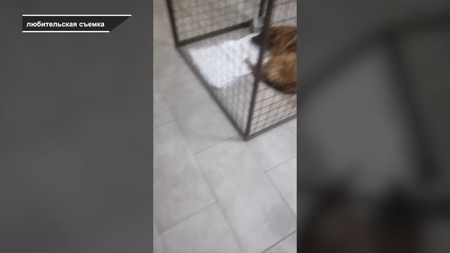 ПРИЮТ ПРЕВРАТИЛСЯ В АД ДЛЯ СОБАК