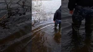 Ловля хищника на живца, дедовским способом.