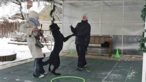 Догтренинг 485. Итоги дрессировки на позитивном подкреплении. Немецкая овчарка.