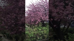 Обильное красивое цветение японской вишни - сакуры в мае в Германии