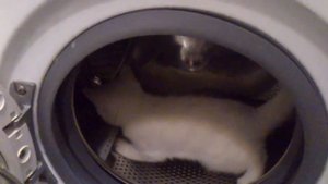 Маленькая кошечка Бьянка / Little Bianca kitty