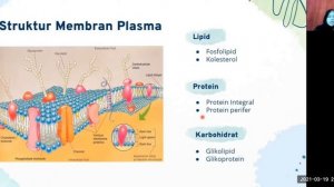 Fisiologi Hewan: Inas Fawaz Raihani_Biomembran