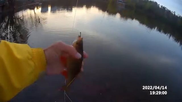 Красноперка , ловим на закате. Увесистые экземпляры. Fly fishing.