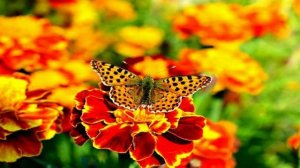 Музыкальный-клип. Мечта. Кристина Орбакайте - Мой Мир