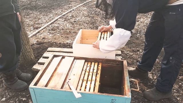 Пересадка семьи в новый улей весной. смотреть онлайн