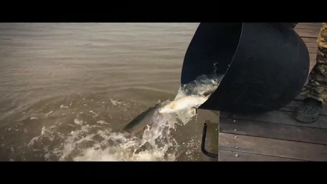 Зарыбление VIP зоны форелью 11.04.24 смотреть онлайн