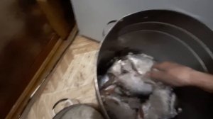 Солим рыбу своими руками.