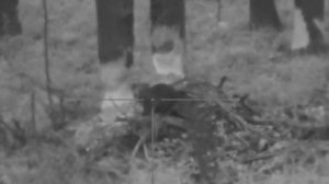 Ночная охота на бобра