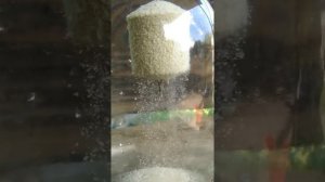 Тест в банке нового очень мощного планктона