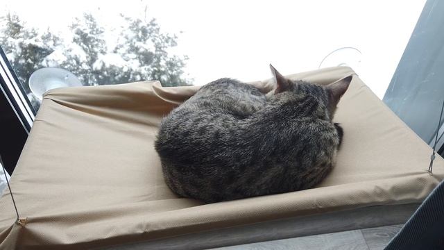 1 hour of sleeping cat. NO LOOPS - Cat sleep ASMR relaxing video. смотреть онлайн