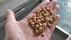 Линия производства сухого корма для кошек и собак 500КН