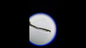 Liquids under microscope / Жидкость под микроскопом