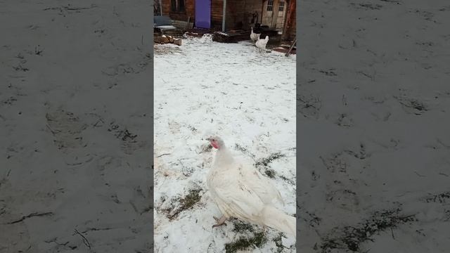 Индюки. Порода Хайбрит Конвертер. Пол года. смотреть онлайн