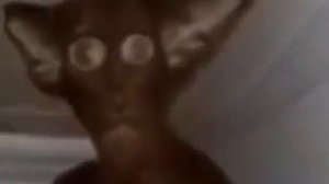 Миша ты что пукнул (жмых версия)