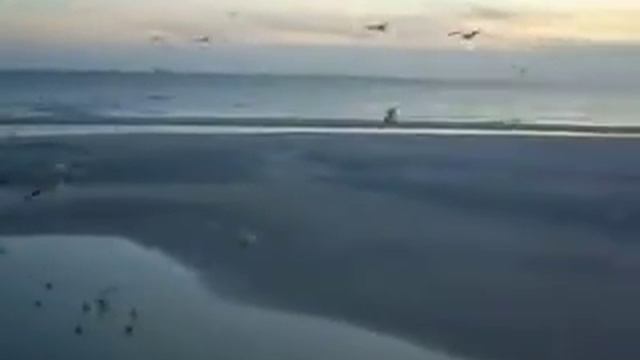 Seagulls Emld Isle Xmas 2009.MOV