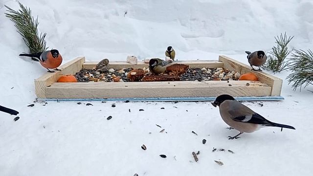 🐦⬛Кормление Птиц🦅30.01.2024 года🐦