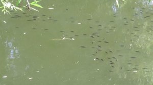 Рыба на Лефортовских прудах