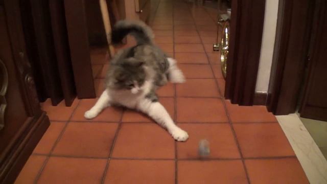 Lupo in Slow Motion смотреть онлайн