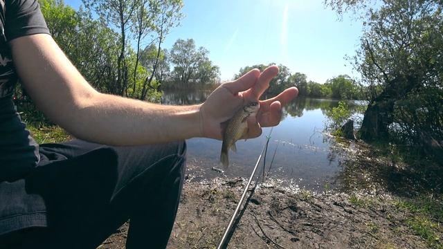 Бешеный клёв карася. Рыбалка на поплавок май 2024 смотреть онлайн