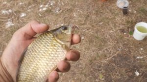 Карась на червя на удочку! Рыбалка на Горловском море!