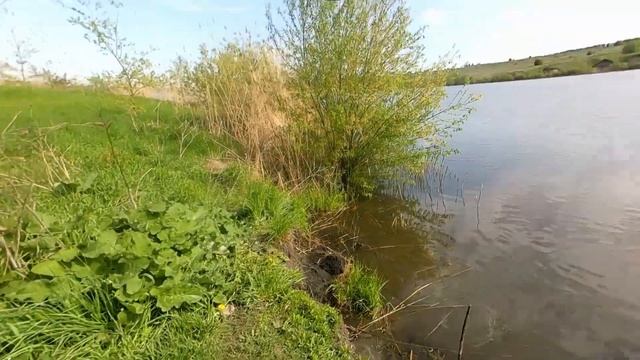 Ловля легендарной стерляди на фидер в европе (немного сомов и подлещиков) смотреть онлайн