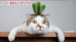 Приколы с котами! С ОЗВУЧКОЙ! Самые смешные животные - СМЕШНЫЕ КОШКИ И СОБАКИ!