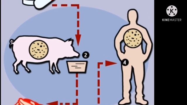 ВРЕД МЯСА. ЧАСТЬ 9. АНТИБИОТИКИ. Ящур. Листерия. Гельминты и др. Доктор Мирсаяпова Анна.
