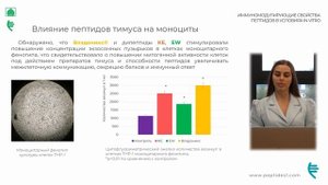 Иммуномодулирующие свойства пептидов в условиях IN VITRO