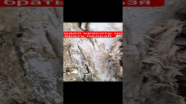 Какая красота 😍 но лучше не брать 🤣 грибы вёшенки