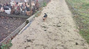 Вот так у меня начинается утро 🍂🌞 Со мной всё: пëс Ева, кошечка Лапа, куры, гуси