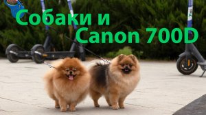 Прогулка с собаками.Canon 700D + Canon 50 mm F.1,8 STM