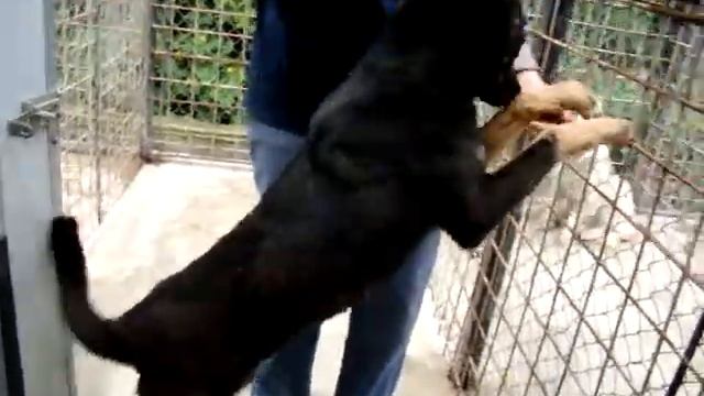 044 - Lupo, male, 1 year old смотреть онлайн