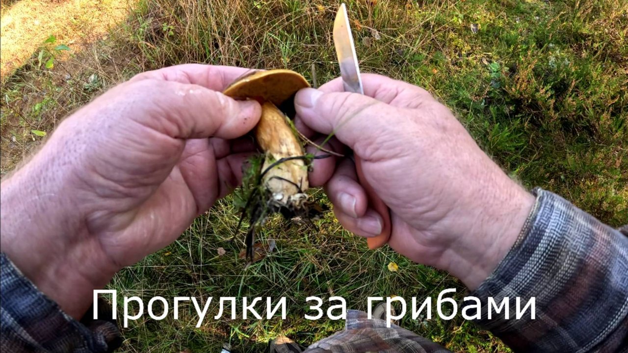 Прогулки за грибами.  Собираю последние грибы, и заканчиваю грибной сезон.