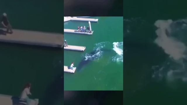 Кит подобрался очень близко смотреть онлайн