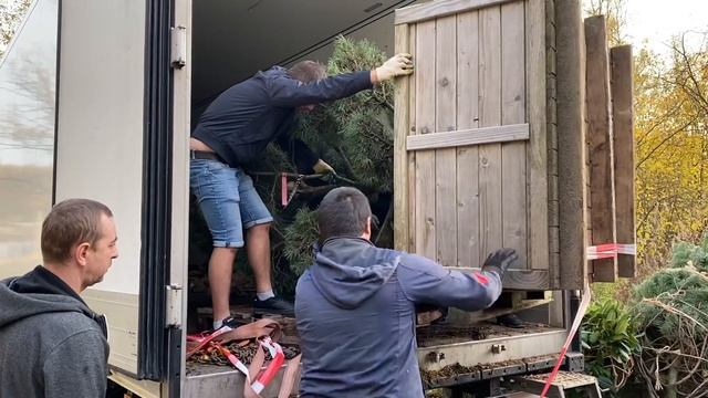 Лайфхаки по выгрузке Бонсай 150-175 см. Интересный момент смотреть онлайн