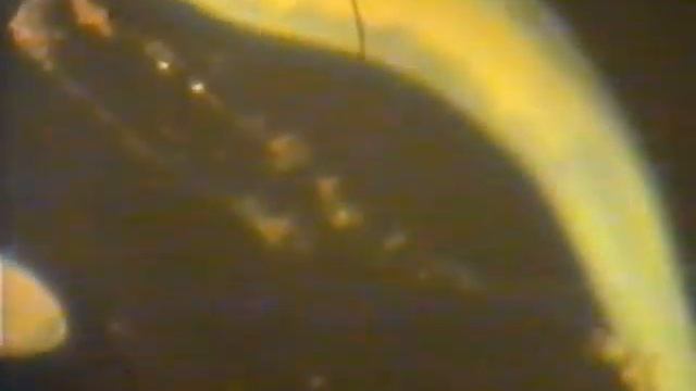 1998 год Видеозапись через микроскоп смотреть онлайн