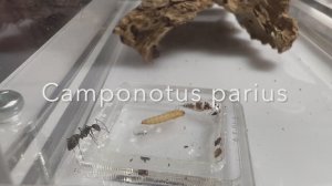 Camponotus parius первый взгляд