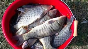 чеснок для приманки рыбы