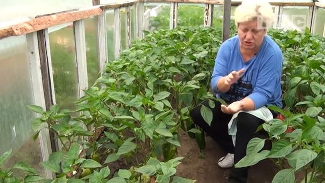 Персональный блог Светланы Кацаповой 45 выпуск (баклажаны, перец, лук) смотреть онлайн